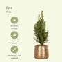 3 stuks mini kerstboom inclusief gouden pot